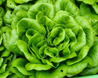 May include: Close-up of a fresh, green lettuce head with tightly packed leaves.