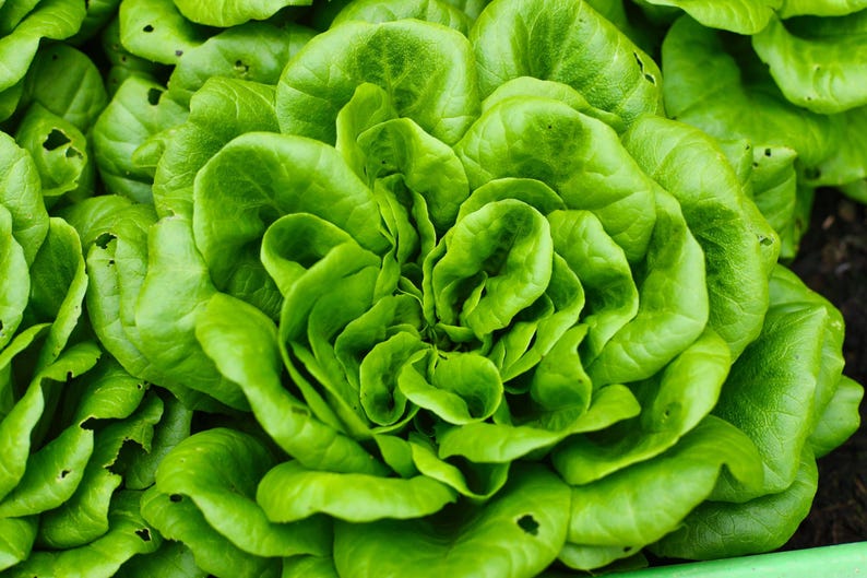 a close up of a bunch of green lettuce