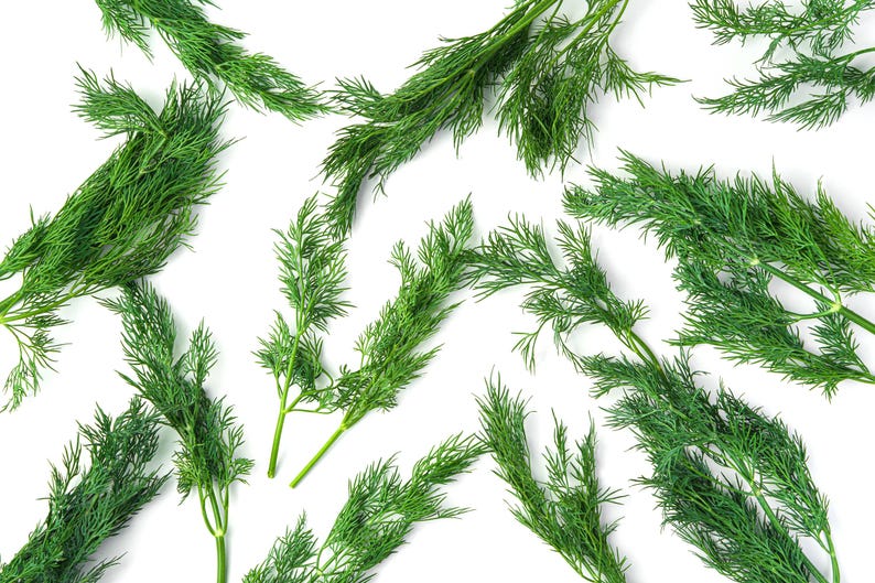 a bunch of green plants on a white surface