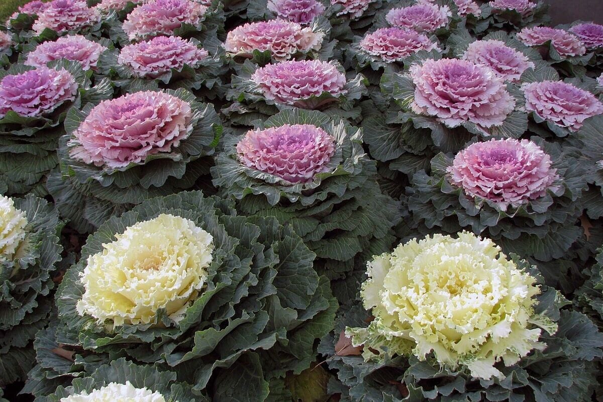 Ornamental Kale Seeds Non-GMO, Seeds with Tracking, Gardening Gift Idea