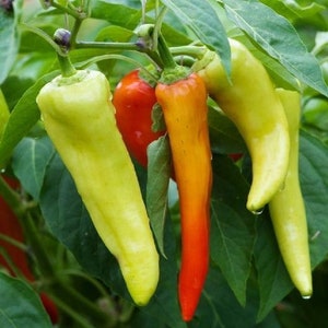 May include: Four long, thin peppers hanging from a plant. Two are yellow, one is orange, and one is red.