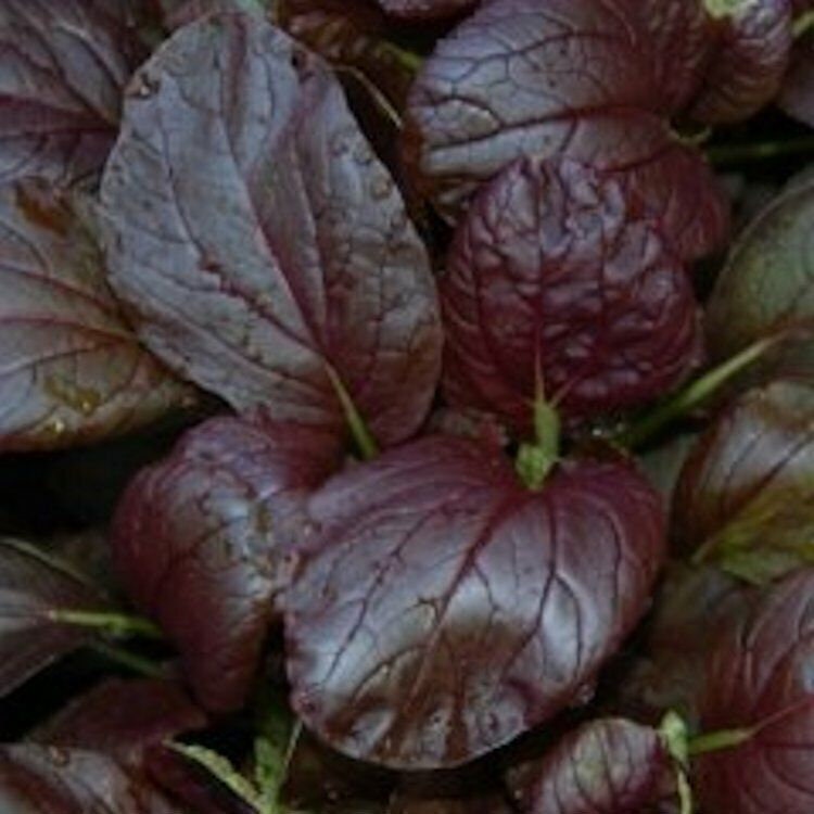 Purple Magic Epic High Pak Choi Hybrid Seeds, Tracking Included