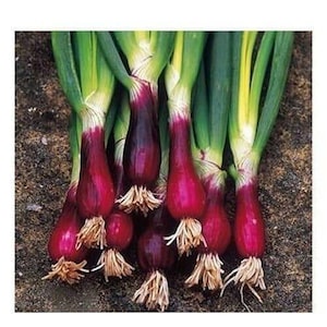 Red Welsh Bunching Onion Seeds Non-GMO, Tracked Shipping, Heirloom Vegetable Seeds, Backyard Gardening