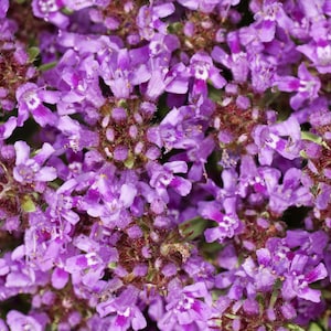 Creeping Thyme Seeds for Beautiful Blooms, Dwarf 6 Inch Variety, Non-GMO, Tracking