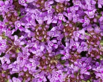 Creeping Thyme Seeds for Beautiful Blooms, Dwarf 6 Inch Variety, Non-GMO, Tracking