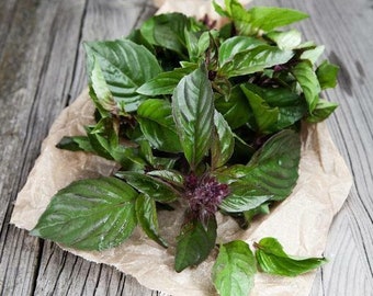 750 Thai Basil Seeds Ocimum basilicum Herb Non-GMO