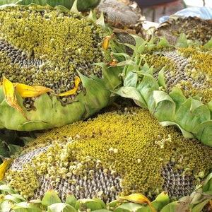 25 Giant Titan Sunflower Seeds Huge 24 inch Heads Big Fat Seeds