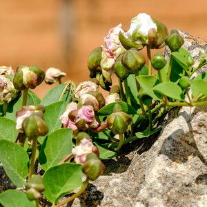 a close up of a plant growing out of a rock