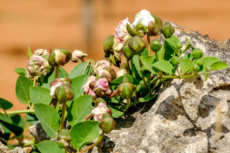 a close up of a plant growing out of a rock
