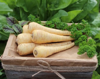 All American Parsnip Non-GMO Seeds, Shipping with Tracking, Garden Planting, Vegetable Seeds, Backyard Gardening