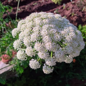 May include: A close-up of a white flower cluster, likely Queen Anne's Lace, with delicate white petals and green stems. The flower is in bloom and surrounded by green foliage.