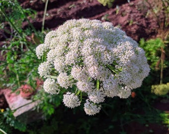 Angelica Heirloom Herb Seeds - Medicinal Herb, Culinary Herb, Herbal Tea, Digestive Aid, Folk Remedy, Non-GMO, Shipped With Tracking