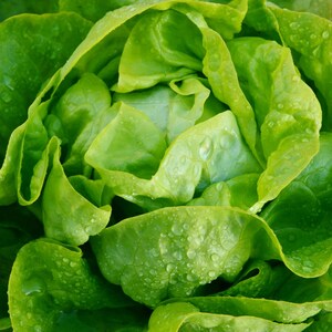 a close up of a green lettuce with drops of water on it