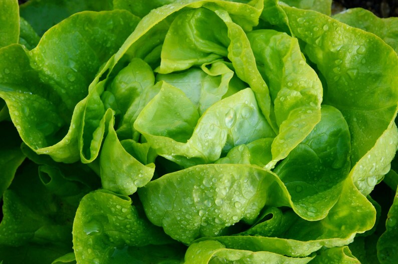 a close up of a green lettuce with drops of water on it