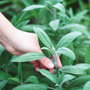 Non-GMO Broadleaf Sage Seeds with Tracking, Backyard Herb Seeds, Culinary Herb Garden, Sustainable Gardening Gift