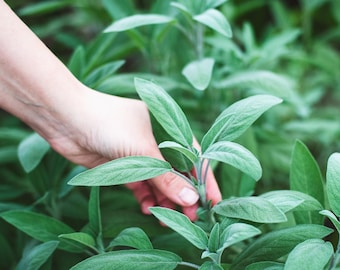Non-GMO Broadleaf Sage Seeds with Tracking, Backyard Herb Seeds, Culinary Herb Garden, Sustainable Gardening Gift