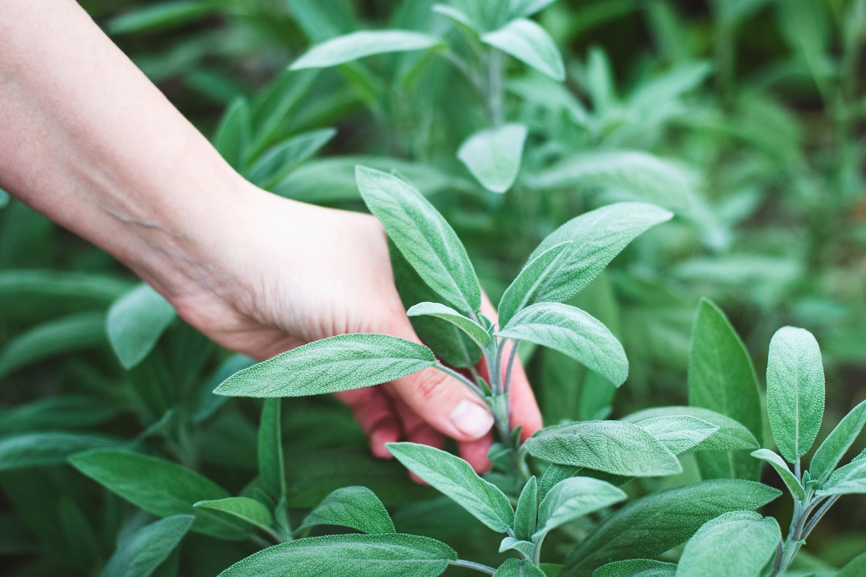 Non-gmo Broadleaf Sage Seeds With Tracking, Backyard Herb Seeds ...