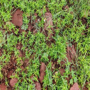 a close up of a patch of grass with rocks in the background