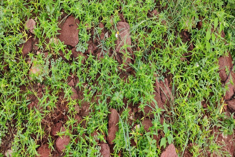 a close up of a patch of grass with rocks in the background