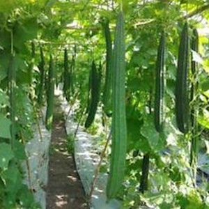 May include: A close-up of a lush green vegetable garden with long, dark green gourds growing on a trellis. The gourds are hanging down from the trellis, and the leaves are lush and green.