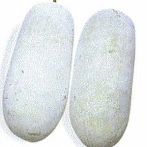 Wax Gourd Seeds, Winter Melon Seeds, Benincasa Hispida, Shipped with Tracking image 2