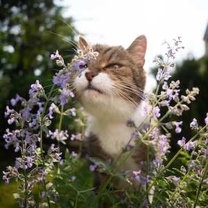Catnip Seeds, Catmint Herb, Tracked Shipping,  Nepeta cataria, Urban Garden, Cat Lover Gardening Gift