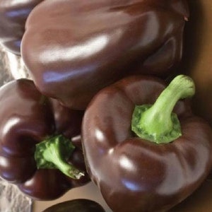 May include: Close-up of three dark purple bell peppers. The peppers are shiny and smooth, with a deep, rich color.