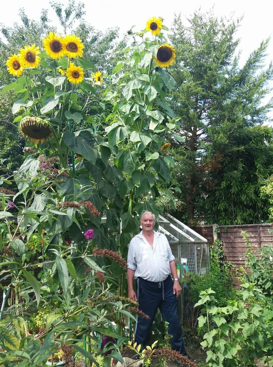 25 KING KONG SUNFLOWER Seeds / Largest & Tallest Multi Headed Variety