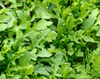 Semillas de rúcula, Eruca sativa, variedad de rúcula para ensalada, semillas de rúcula para jardín, sin OGM y con seguimiento