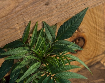 Huacatay Seeds Black Mint Culinary Herb, Peruvian Herb, Tagetes Minuta, Medicinal Herb, Shipped with Tracking