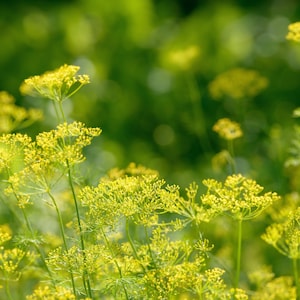 Bouquet Dill Seeds Non-GMO Heirloom Variety, Shipped With Tracking, Urban Gardening, Kitchen Herbs
