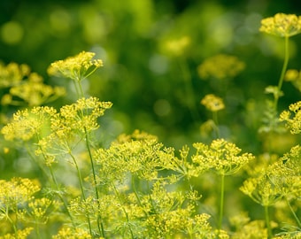 Bouquet Dill Seeds Non-GMO Heirloom Variety, Shipped With Tracking, Urban Gardening, Kitchen Herbs
