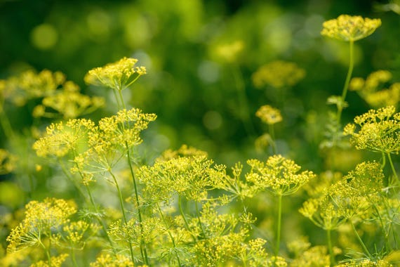 Bouquet Dill Seeds Non-GMO Heirloom Variety, Shipped With Tracking, Urban Gardening, Kitchen Herbs