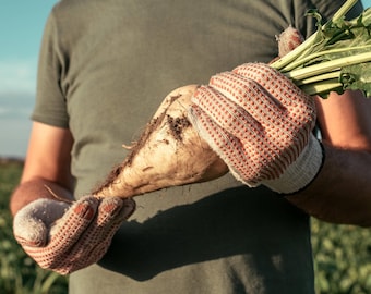 Sugar Beet Seeds beta vulgaris with tracking, Garden Seeds, Planting Seeds Pack, Heirloom Seeds, Non-GMO Seeds, Gardening Gift