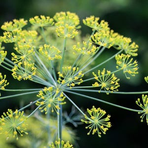 a close up of a plant with yellow flowers