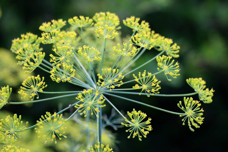 a close up of a plant with yellow flowers