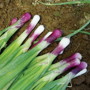 Red Bunching Onion Scallion Seed Pack Non-GMO, With Tracking, Allium Fistulosum Seeds, Garden Planting