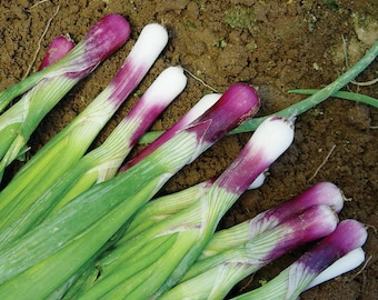 May include: A bunch of fresh scallions with purple and white bulbs. The scallions are arranged in a fan shape on a brown dirt background.
