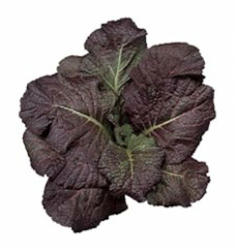 Red Giant Mustard Seeds Brassica Juncea, Heirloom Non-GMO Seeds, With Tracking