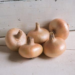 Gold Coin Onion Seed - Non-GMO, Tracking Included, Specialty Onion Variety