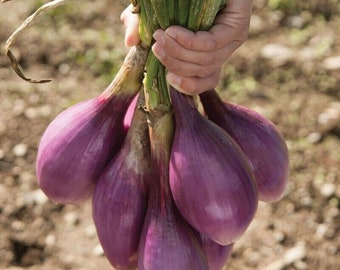 600 Red Long of Tropea Onion Seeds Non-GMO Gourmet Heirloom Free Shipping