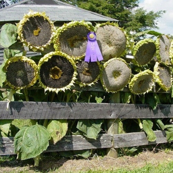 50 semillas gigantes de girasol de Mongolia, sin OGM, vendedor de EE. UU., envío gratuito