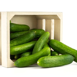 Tendergreen Burpless Cucumber Seeds Non-GMO Heirloom, Tracking Included