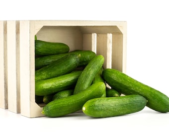 May include: A wooden crate filled with fresh, green cucumbers. Some cucumbers are spilling out of the crate. The cucumbers have a smooth, dark green skin and are of various sizes.
