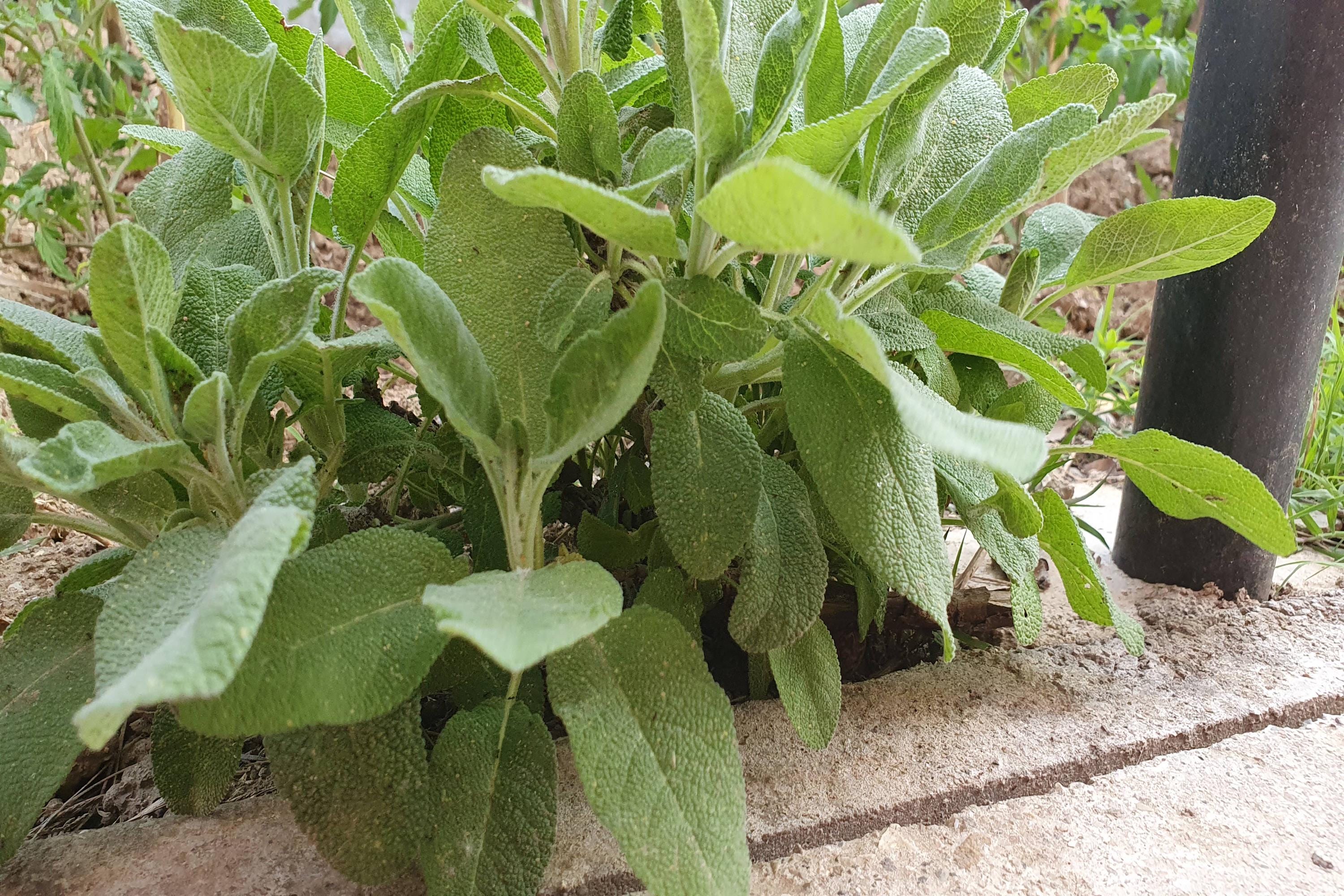 Non-gmo Broadleaf Sage Seeds With Tracking, Backyard Herb Seeds ...