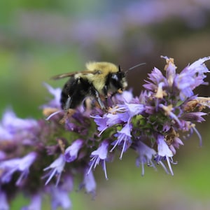 Anise Hyssop Seeds Non-GMO, Herb Seeds, With Tracking, Garden Seeds, Culinary Herbs