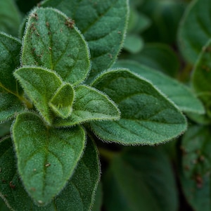 Greek True Oregano Seeds Non-GMO, Shipped with Tracking, Herb Seeds, Garden Seeds, Grow Your Own Oregano.
