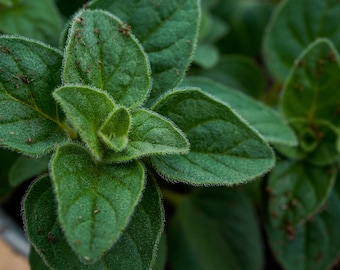 Greek True Oregano Seeds Non-GMO, Shipped with Tracking, Herb Seeds, Garden Seeds, Grow Your Own Oregano.