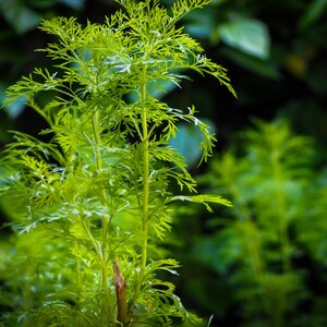 a close up of a plant with lots of leaves