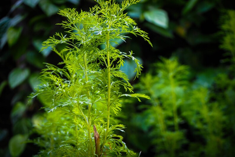 a close up of a plant with lots of leaves